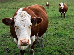 Si te ven mal, no te contratan Si te ven mal, no te contratan