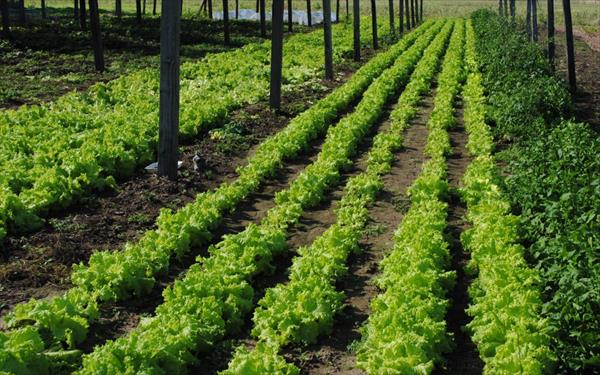LA LECHUGA, A LA CABEZA DE LAS VERDURAS EXCEDIDAS DE RESIDUOS TÓXICOS LA LECHUGA, A LA CABEZA DE LAS VERDURAS EXCEDIDAS DE RESIDUOS TÓXICOS