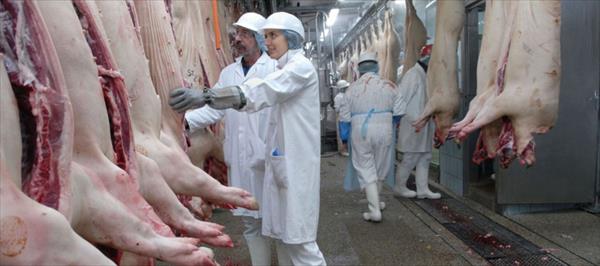 RÉCORD DE FAENA Y PRODUCCIÓN PARA LA CADENA PORCINA RÉCORD DE FAENA Y PRODUCCIÓN PARA LA CADENA PORCINA