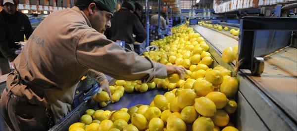 YA SE INSCRIBIERON MÁS DE 10 MIL HECTÁREAS DE LIMÓN PARA EXPORTAR A EE.UU. YA SE INSCRIBIERON MÁS DE 10 MIL HECTÁREAS DE LIMÓN PARA EXPORTAR A EE.UU.