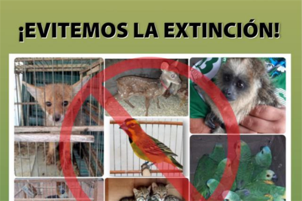 En 2021 se realizaron alrededor de 500 rescates de animales silvestres En 2021 se realizaron alrededor de 500 rescates de animales silvestres