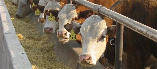UN INFORME OFICIAL ASEGURA QUE LOS FEEDLOTS VOLVIERON A SER RENTABLES EN LA ARGENTINA UN INFORME OFICIAL ASEGURA QUE LOS FEEDLOTS VOLVIERON A SER RENTABLES EN LA ARGENTINA