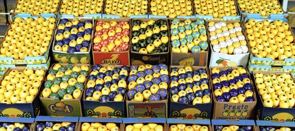 PRODUCTORES DE LIMONES DE EE.UU. CRITICARON EL ACUERDO CON LA ARGENTINA PRODUCTORES DE LIMONES DE EE.UU. CRITICARON EL ACUERDO CON LA ARGENTINA