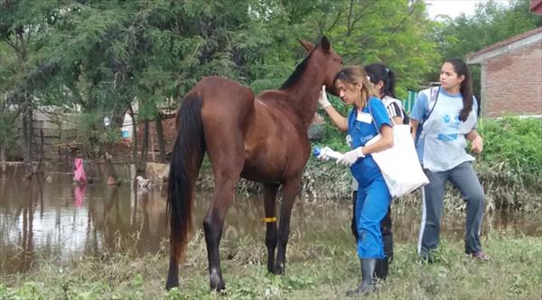 El SENASA facilita el movimiento de animales en zonas afectadas El SENASA facilita el movimiento de animales en zonas afectadas