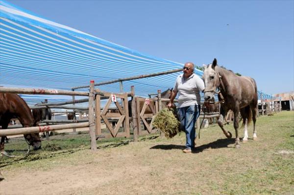 PARA LOS CRIADORES, EL CABALLO SE CONVIERTE EN UN INTEGRANTE MÁS DE LA FAMILIA PARA LOS CRIADORES, EL CABALLO SE CONVIERTE EN UN INTEGRANTE MÁS DE LA FAMILIA