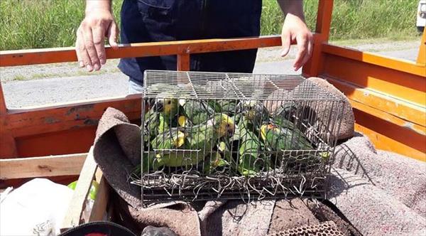 Abren canales para de denunciar el comercio ilegal de aves Abren canales para de denunciar el comercio ilegal de aves