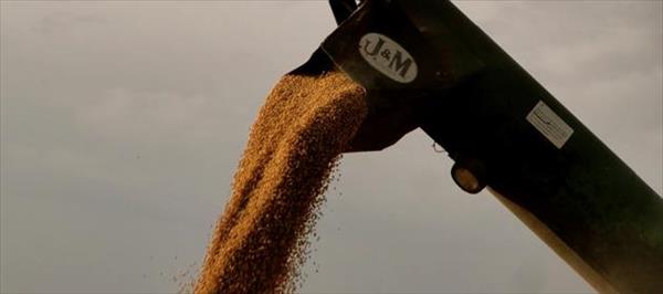 ACONSEJAN EMPEZAR A VENDER LA PRODUCCIÓN NI BIEN LOS PRECIOS ASEGUREN RENTABILIDAD ACONSEJAN EMPEZAR A VENDER LA PRODUCCIÓN NI BIEN LOS PRECIOS ASEGUREN RENTABILIDAD