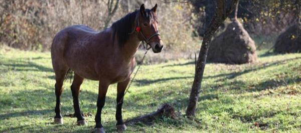 EQUINOS: LA CARNE SIN CONSUMO INTERNO PERO QUE DEJA DIVISAS MILLONARIAS EQUINOS: LA CARNE SIN CONSUMO INTERNO PERO QUE DEJA DIVISAS MILLONARIAS