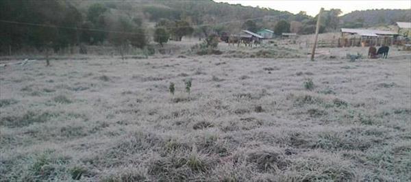 LAS HELADAS AFECTARON GRAVEMENTE LA PRODUCCIÓN DE CAÑA DE AZÚCAR EN MISIONES LAS HELADAS AFECTARON GRAVEMENTE LA PRODUCCIÓN DE CAÑA DE AZÚCAR EN MISIONES