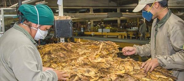 TABACALEROS DE JUJUY COBRARÁN $ 20 MILLONES TABACALEROS DE JUJUY COBRARÁN $ 20 MILLONES