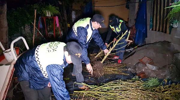 Secuestran plantas de marihuana en un allanamiento en Aguilares Secuestran plantas de marihuana en un allanamiento en Aguilares